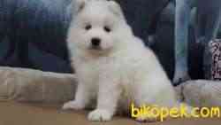 SAMOYED YAVRULARI ÇİFTLİKTEN 3