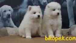 SAMOYED YAVRULARI ÇİFTLİKTEN 4