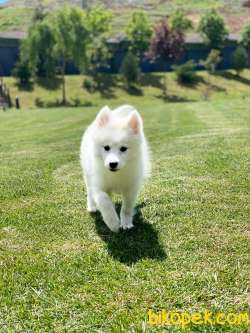 Samoyed Yavruları İstanbul 1