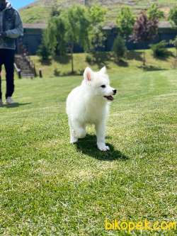 Samoyed Yavruları İstanbul 4