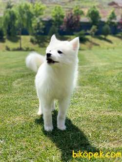 Samoyed Yavruları  Muhteşem Kalitede