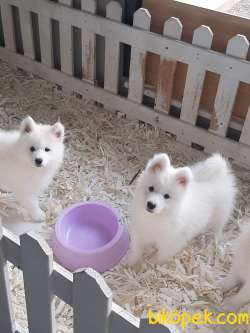 SAMOYED YAVRULARI SAFKAN 2