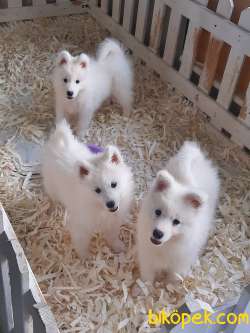 SAMOYED YAVRULARI SAFKAN 4