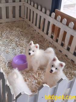 SAMOYED YAVRULARI SAFKAN 1