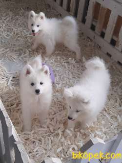 SAMOYED YAVRULARI SAFKAN 3