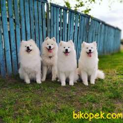 SAMOYED YAVRULARI SAFKAN