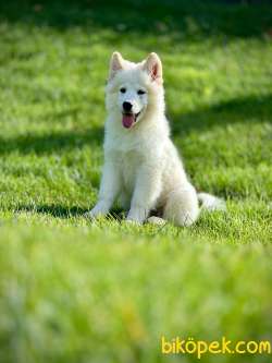 SAMOYED YAVRULARI SAFKAN 2