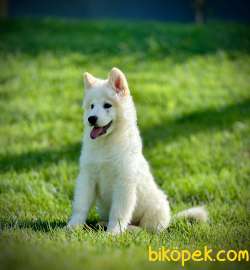 SAMOYED YAVRULARI SAFKAN 3