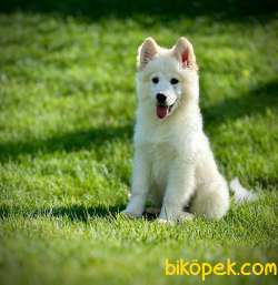 SAMOYED YAVRULARI SAFKAN