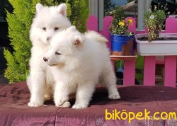 SAMOYED YAVRULARI TESLİME HAZIRLAR 2