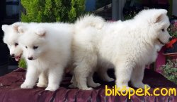 SAMOYED YAVRULARI TESLİME HAZIRLAR 4