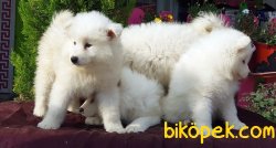 SAMOYED YAVRULARI TESLİME HAZIRLAR 3