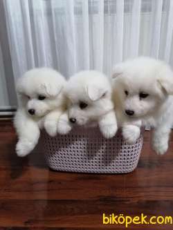 SAMOYED YAVRULARIM 1