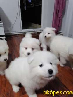 SAMOYED YAVRULARIM 3