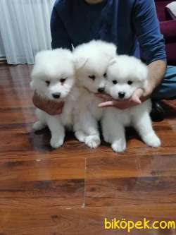 SAMOYED YAVRULARIM 2