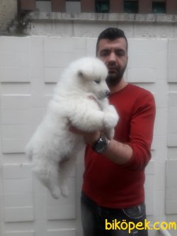 Samoyed Yavrularımız 3