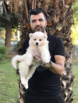 Samoyed Yavrularımız 2