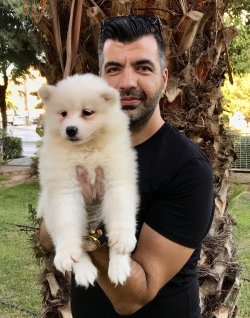 Samoyed Yavrularımız 1