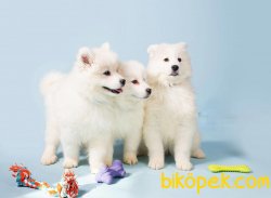 SAMOYED YAVRULARIMIZ 2