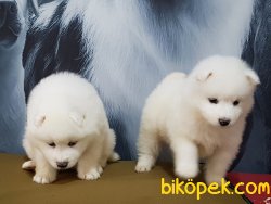 SAMOYED YAVRULARIMIZ 3