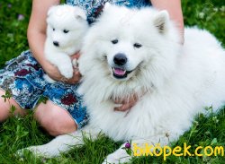 SAMOYED YAVRULARIMIZ 1