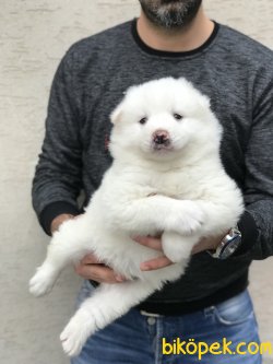 Samoyed Yavrularımız 3