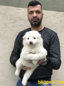 Samoyed Yavrularımız 1