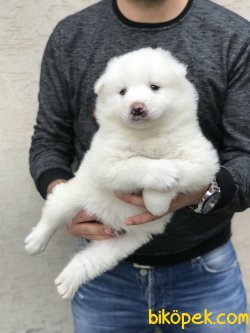 Samoyed Yavrularımız 2