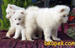 YAVRU SAMOYED TESLİME HAZIR 2