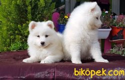 YAVRU SAMOYED TESLİME HAZIR 4