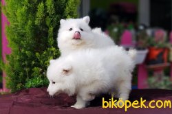 SAMOYED YAVRULARIMIZ 3
