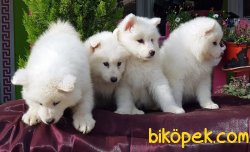 SAMOYED YAVRULARIMIZ 4