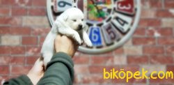 SAMOYED YAVRULARIMIZ 3