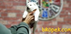 SAMOYED YAVRULARIMIZ 2