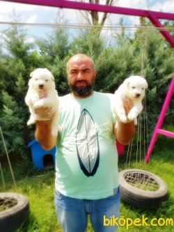 SAMOYED YAVRULARIMIZ 3