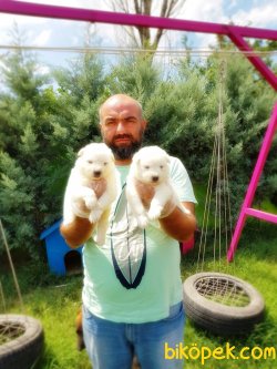 SAMOYED YAVRULARIMIZ 4