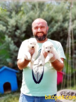 SAMOYED YAVRULARIMIZ 5