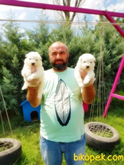 SAMOYED YAVRULARIMIZ 2