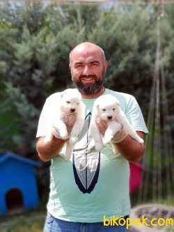 SAMOYED YAVRULARIMIZ 1