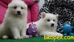 SAMOYED YAVRULARIMIZ 5