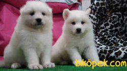SAMOYED YAVRULARIMIZ 4