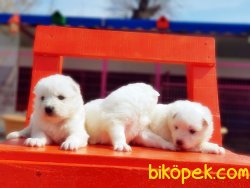 SAMOYED YAVRULARIMIZ 5
