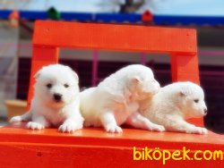 SAMOYED YAVRULARIMIZ 3