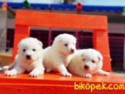 SAMOYED YAVRULARIMIZ 1