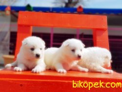 SAMOYED YAVRULARIMIZ 4