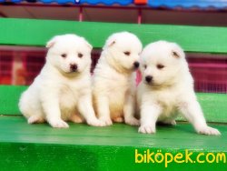 Samoyed Yavrularımız 1