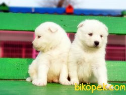 Samoyed Yavrularımız 3