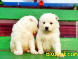 Samoyed Yavrularımız 4