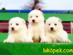 Samoyed Yavrularımız 5