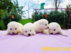 SAMOYED YAVRULARIMIZ 4